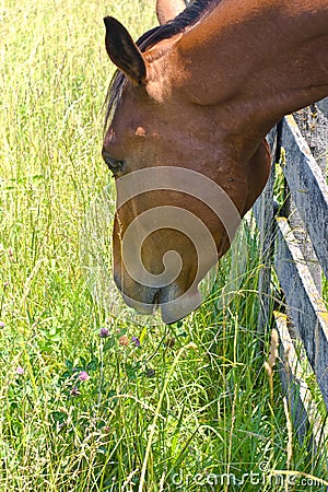 Quarter Horse Stock Photo