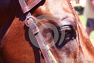 Quarter horse Stock Photo