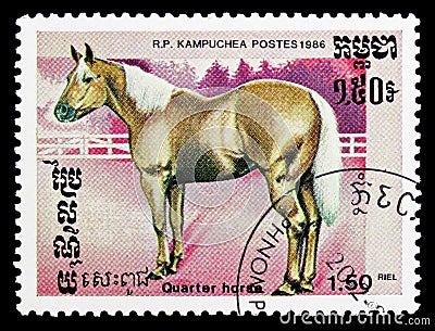 Quarter Horse Equus ferus caballus, Horses serie, circa 1986 Editorial Stock Photo