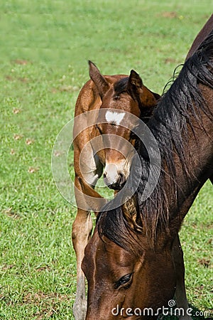 Quarter horse mare and foal Stock Photo