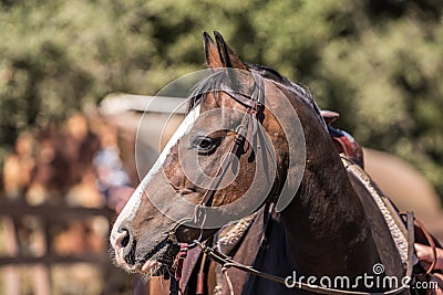 Quarter Horse Profile Close Up Stock Photo