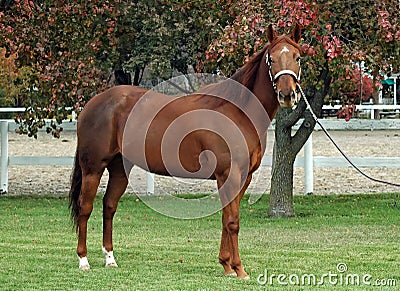 Quarter horse stallion Stock Photo