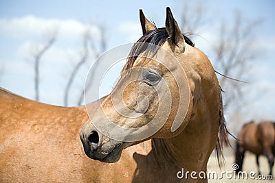 Quarter horse stallion Stock Photo