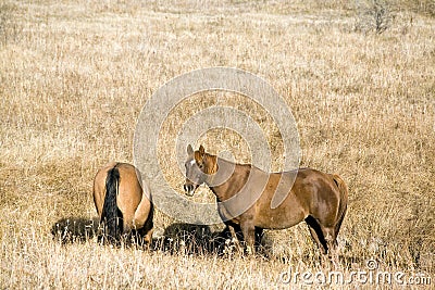 Quarter horses in fall pasture Stock Photo