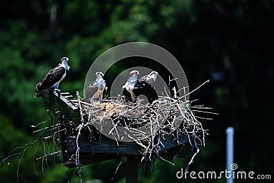 Quartet of osprey chicks Stock Photo