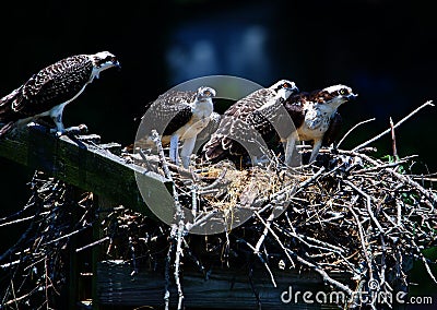 Quartet of young osprey chicks prior to their first flight in their nest in Maryland. Stock Photo