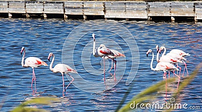 Quartu S.E. -I fenicotteri rosa - Sardegna Stock Photo