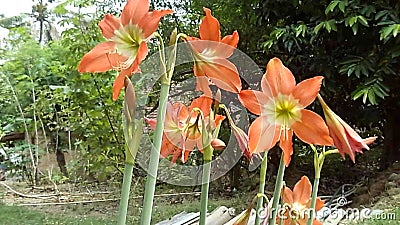 Um Aglomerado De Lírio Laranja Floresce No Jardim Das Flores Video Estoque  - Vídeo de passagem, vento: 200276853