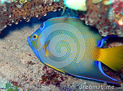 Queen Angel fish Stock Photo