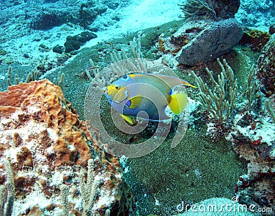 Queen angelfish Stock Photo