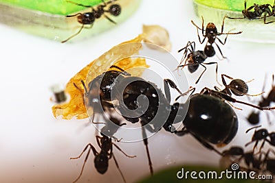 Queen ant Messor Structor in formicaria closeup Stock Photo