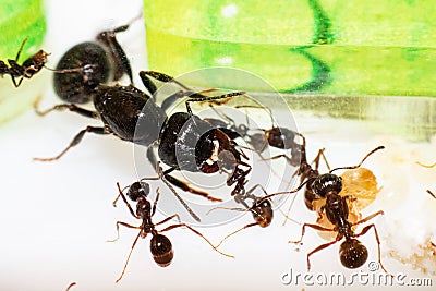 Queen ant Messor Structor in formicaria closeup Stock Photo
