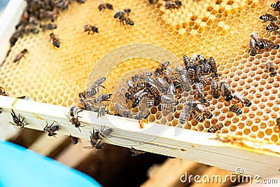 Queen bee surrounded by nurse bees on wax frame, attending to her and fostering the colony. Stock Photo