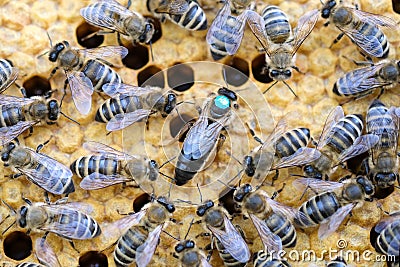 Queen bee is always surrounded by the workers bees - their servant. Queen bee lays eggs in the cell. Stock Photo