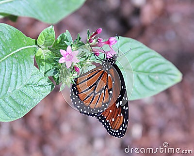 Queen Butterfly Stock Photo