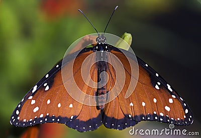 Queen Butterfly (Danaus gilippus) Stock Photo