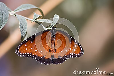 Queen butterfly - Danaus gilippus Stock Photo