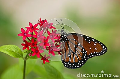 Queen Butterfly, Danaus gilippus Stock Photo