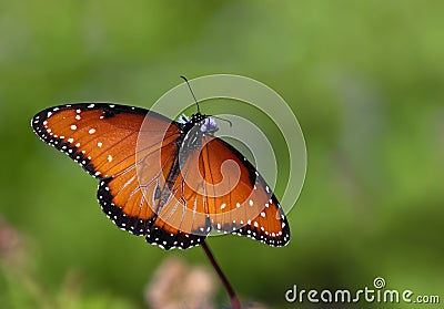 Queen butterfly (danaus gilippus) Stock Photo