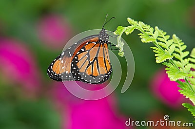 Queen butterfly (danaus gilippus) Stock Photo