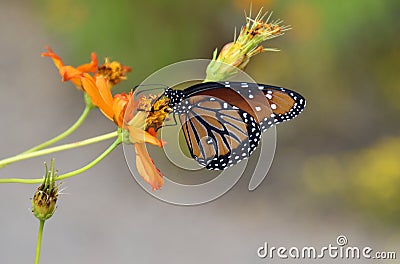 Queen Butterfly Stock Photo