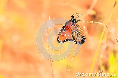 Queen Butterfly Stock Photo