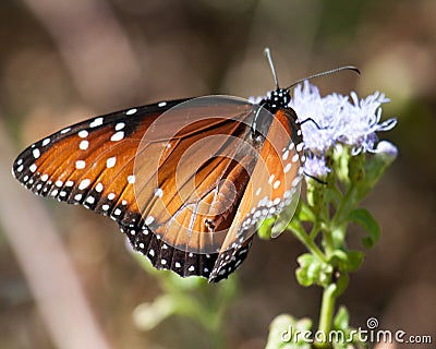 Queen Butterfly in Mission, Texas Cartoon Illustration