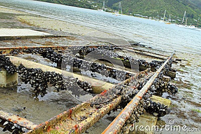 Queen Charlotte sound Stock Photo