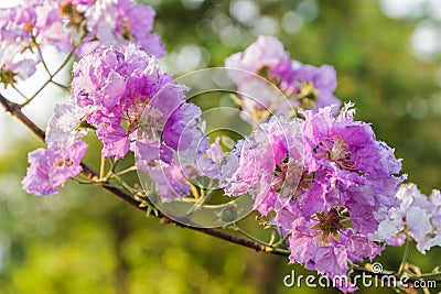 Queen crape myrtle flowers Stock Photo