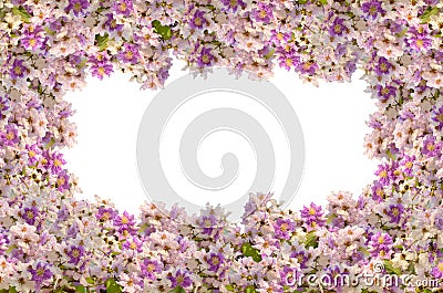 Queen crape myrtle frame Stock Photo