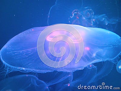 Queen of the Jellyfish Stock Photo