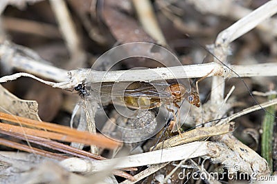 Queen Pavement Ants Stock Photo