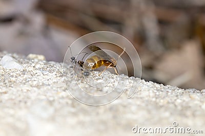 Queen Pavement Ants Stock Photo