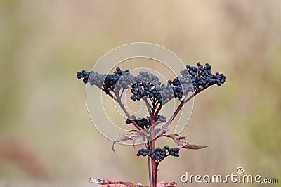 Queen of the prairie seeds closeup view with blurred background Stock Photo