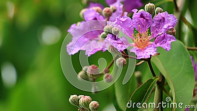 Queen`s Flower or Inthanin flower in Thailand and Lagerstroemia speciosa L. Pers . Queen`s crape myrtle, Pride of India, Stock Photo