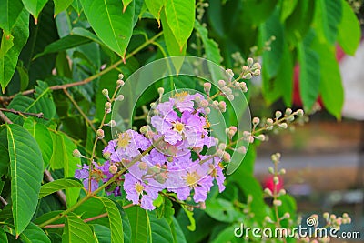 Queen`s flower, Lagerstroemia macrocarpa Wall. purple beautiful on tree Stock Photo