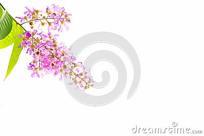 Queen`s flower Pride of India isolated on white background. Stock Photo