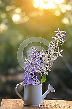 Queen's wreath vine flower Stock Photo