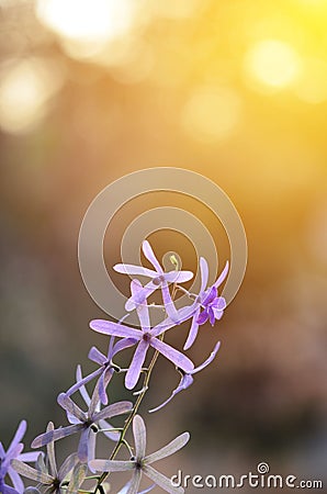 Queen's wreath vine flower Stock Photo