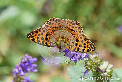 The Queen of Spain fritillary butterfly , Issoria lathonia Stock Photo