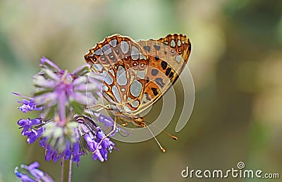 The Queen of Spain fritillary butterfly , Issoria lathonia Stock Photo