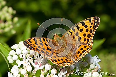 Queen of Spain fritillary / Issoria lathonia Stock Photo