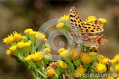 Queen of Spain fritillary Stock Photo