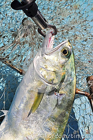 Queenfish in the hook anf fishing net Stock Photo