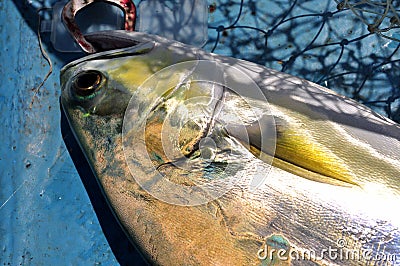 Queenfish in the hook and fishing net Stock Photo