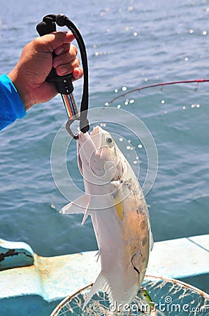 Queenfish is hooked in the sea Stock Photo