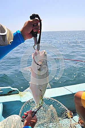 Queenfish is hooked in the sea Stock Photo