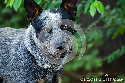 Queensland Blue Heeler Cattle dog Stock Photo