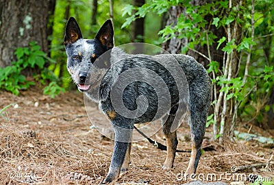 Queensland Blue Heeler Cattle Dog Stock Photo