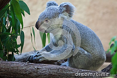 Queensland koala (Phascolarctos cinereus adustus). Stock Photo